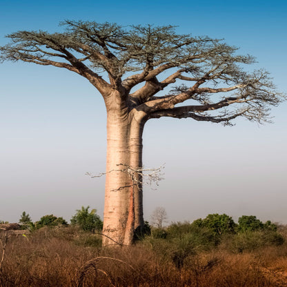 バオバブオイル